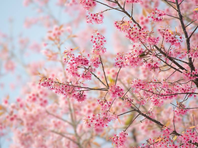 Cherry blossom - Japan Day Duesseldorf