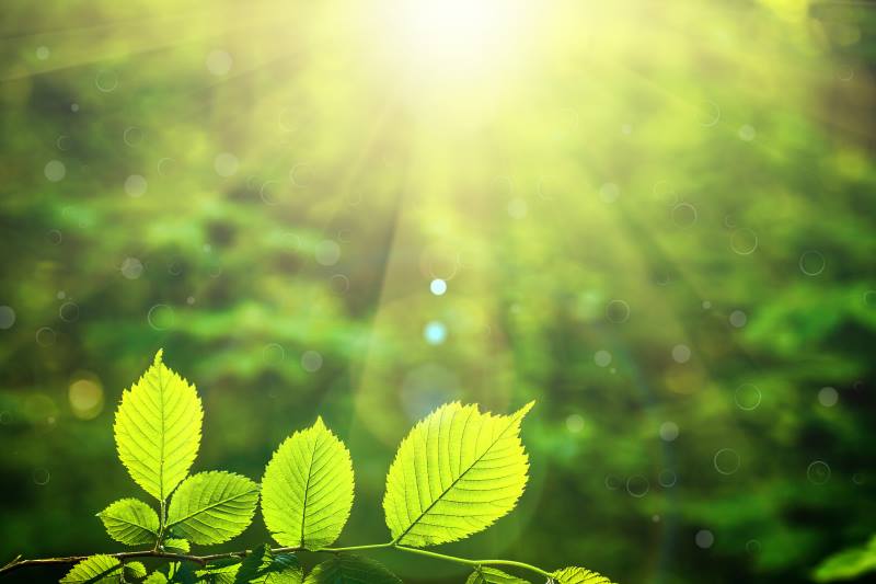 forest trees leaf - LAND & GENUSS