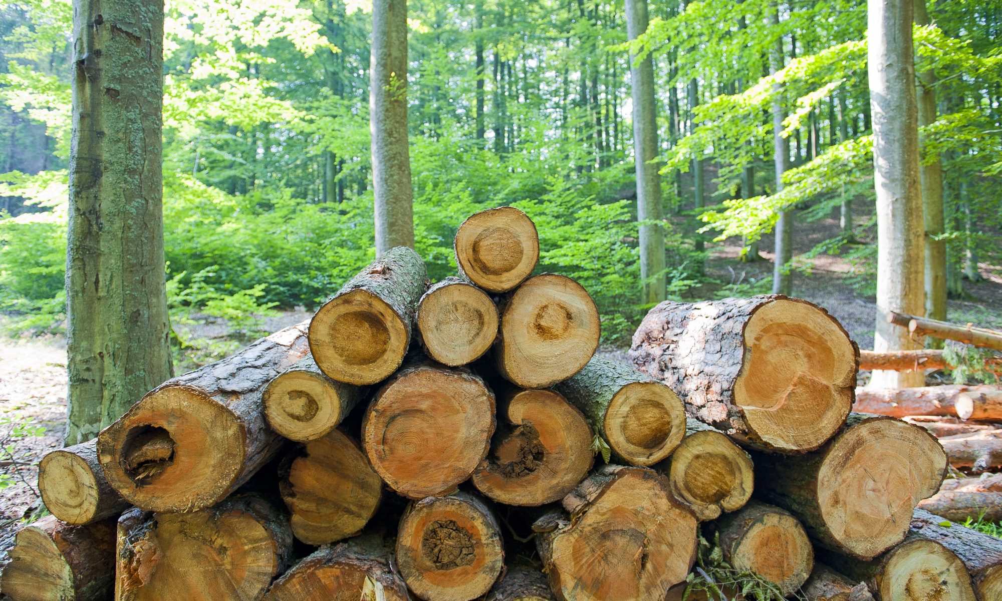 Baumstämme im Wald - Holzmesse Klagenfurt 2018