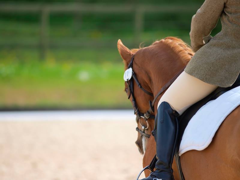 Horse with rider - CHI - Concours Hippique International