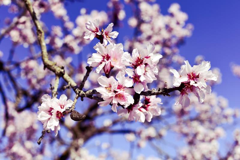 Mandelblüten Baum - Almond Blossom Fair