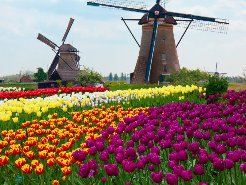 Tulips Windmill - Keukenhof Holland